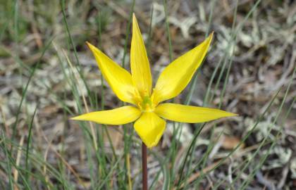 Fotografia da espécie Tulipa sylvestris subesp. australis