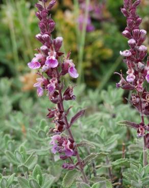 Fotografia 5 da espécie Teucrium salviastrum no Jardim Botânico UTAD