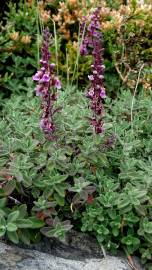 Fotografia da espécie Teucrium salviastrum