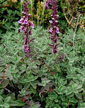 Fotografia 6 da espécie Teucrium salviastrum no Jardim Botânico UTAD