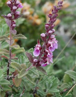 Fotografia 8 da espécie Teucrium salviastrum no Jardim Botânico UTAD