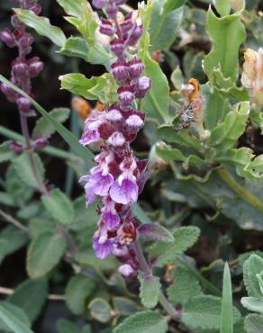 Fotografia 1 da espécie Teucrium salviastrum no Jardim Botânico UTAD