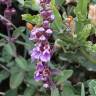 Fotografia 1 da espécie Teucrium salviastrum do Jardim Botânico UTAD