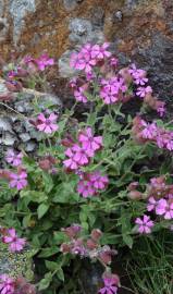 Fotografia da espécie Silene acutifolia