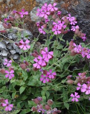 Fotografia 4 da espécie Silene acutifolia no Jardim Botânico UTAD