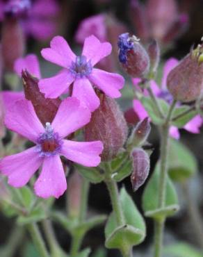 Fotografia 5 da espécie Silene acutifolia no Jardim Botânico UTAD