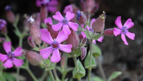 Fotografia da espécie Silene acutifolia