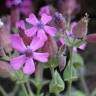 Fotografia 5 da espécie Silene acutifolia do Jardim Botânico UTAD