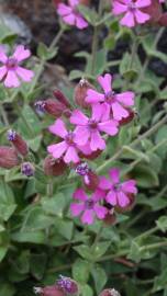 Fotografia da espécie Silene acutifolia