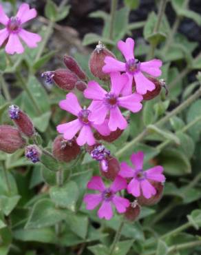 Fotografia 6 da espécie Silene acutifolia no Jardim Botânico UTAD