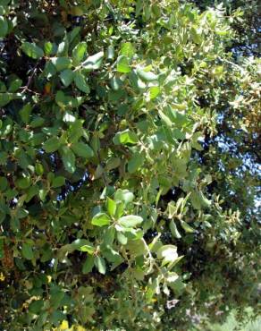Fotografia 3 da espécie Quercus suber no Jardim Botânico UTAD