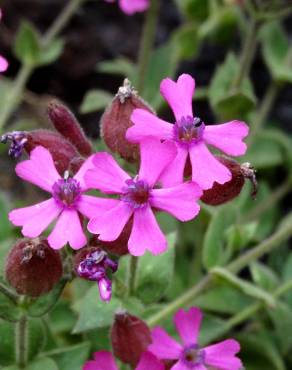 Fotografia 7 da espécie Silene acutifolia no Jardim Botânico UTAD