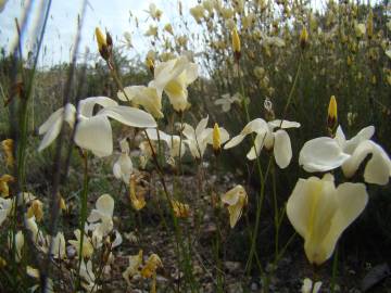 Fotografia da espécie Linum suffruticosum