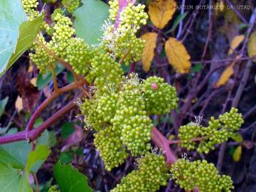 Fotografia da espécie Vitis vinifera