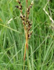 Juncus squarrosus