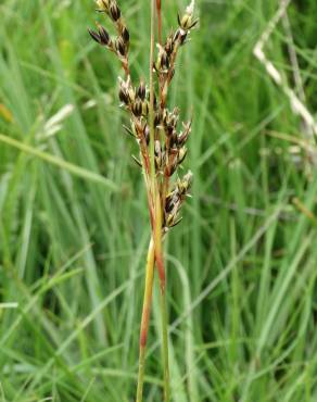 Fotografia 1 da espécie Juncus squarrosus no Jardim Botânico UTAD