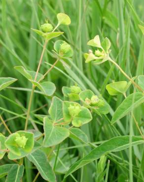 Fotografia 3 da espécie Euphorbia hyberna subesp. hyberna no Jardim Botânico UTAD