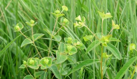 Fotografia da espécie Euphorbia hyberna subesp. hyberna