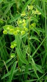 Fotografia da espécie Euphorbia hyberna subesp. hyberna