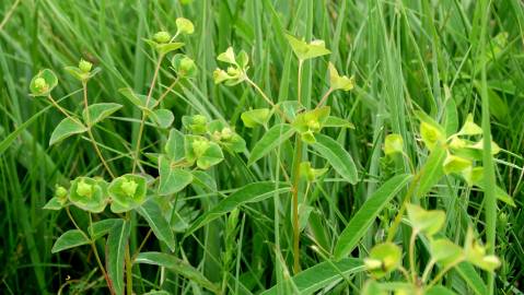 Fotografia da espécie Euphorbia hyberna subesp. hyberna