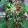 Fotografia 2 da espécie Euphorbia dulcis do Jardim Botânico UTAD