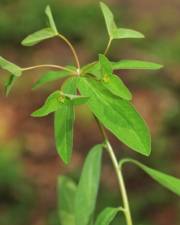 Fotografia da espécie Euphorbia dulcis