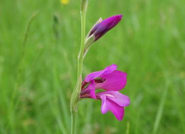 Fotografia da espécie Gladiolus communis