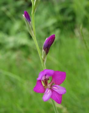 Fotografia 5 da espécie Gladiolus communis no Jardim Botânico UTAD