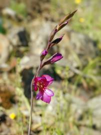 Fotografia da espécie Gladiolus communis