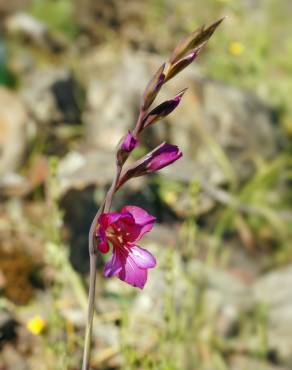 Fotografia 6 da espécie Gladiolus communis no Jardim Botânico UTAD