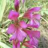 Fotografia 3 da espécie Gladiolus italicus do Jardim Botânico UTAD