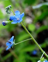 Omphalodes nitida