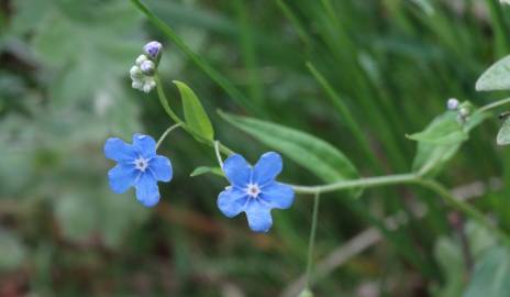 Fotografia da espécie Omphalodes nitida