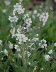 Omphalodes linifolia