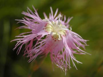 Fotografia da espécie Dianthus broteri