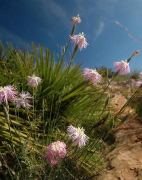 Fotografia 3 da espécie Dianthus broteri no Jardim Botânico UTAD