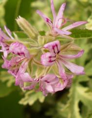 Pelargonium odoratissimum