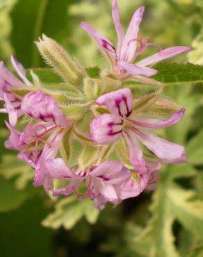 Fotografia 1 da espécie Pelargonium odoratissimum no Jardim Botânico UTAD