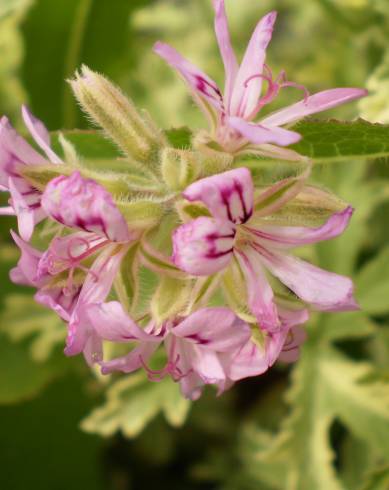 Fotografia de capa Pelargonium odoratissimum - do Jardim Botânico