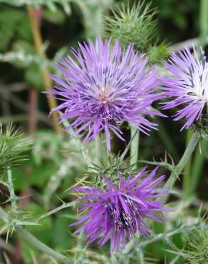 Fotografia 8 da espécie Galactites tomentosa no Jardim Botânico UTAD