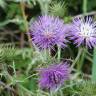 Fotografia 8 da espécie Galactites tomentosa do Jardim Botânico UTAD