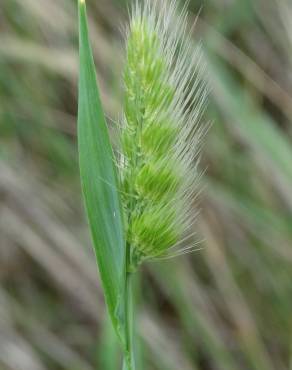 Fotografia 1 da espécie Cynosurus echinatus no Jardim Botânico UTAD