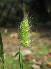 Fotografia da espécie Cynosurus echinatus