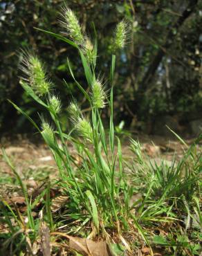 Fotografia 3 da espécie Cynosurus echinatus no Jardim Botânico UTAD