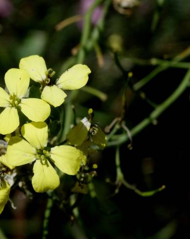 Fotografia de capa Coincya monensis subesp. cheiranthos var. cheiranthos - do Jardim Botânico