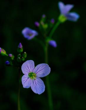 Fotografia 3 da espécie Cardamine pratensis subesp. pratensis no Jardim Botânico UTAD