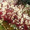 Fotografia 3 da espécie Saxifraga fragosoi do Jardim Botânico UTAD