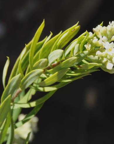 Fotografia de capa Daphne gnidium - do Jardim Botânico