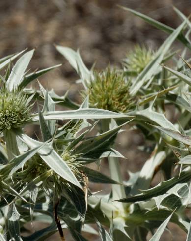 Fotografia de capa Eryngium campestre - do Jardim Botânico