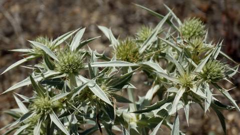 Fotografia da espécie Eryngium campestre